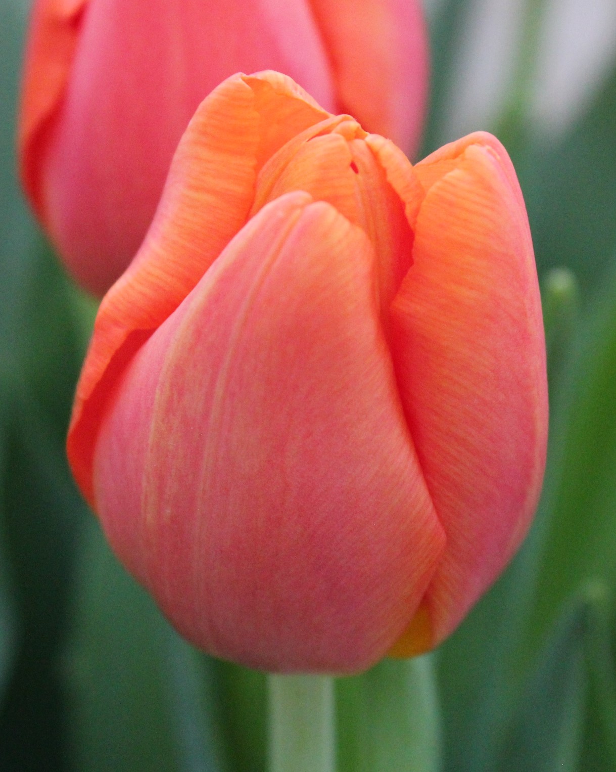 assortiment-van-der-slot-tulips